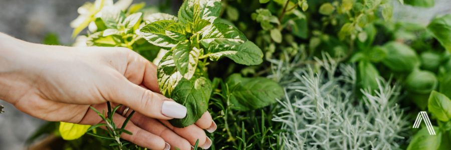 Huerto casero   atlas desarrollos